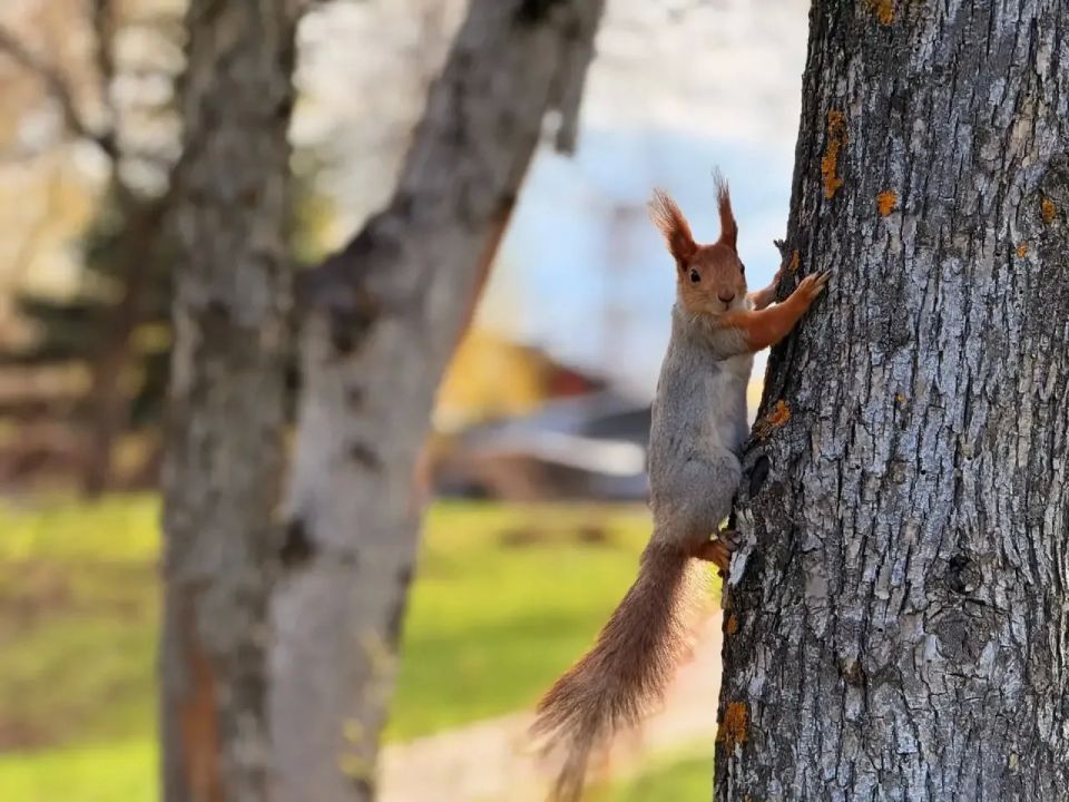 �����������, ������� ����� �������