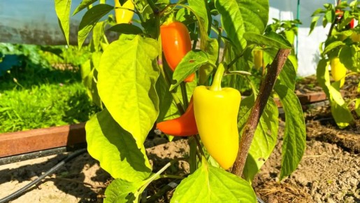 ������� �������� ��������� ����� � ����