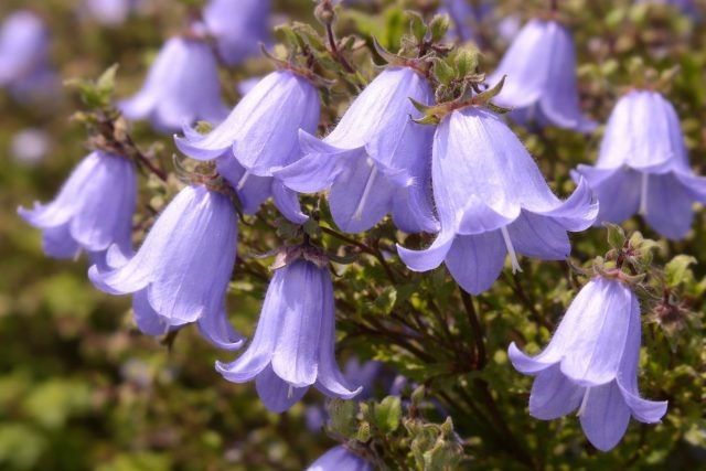 ������ ������������ ��� ������ ����: ��� ������� ������������ ������