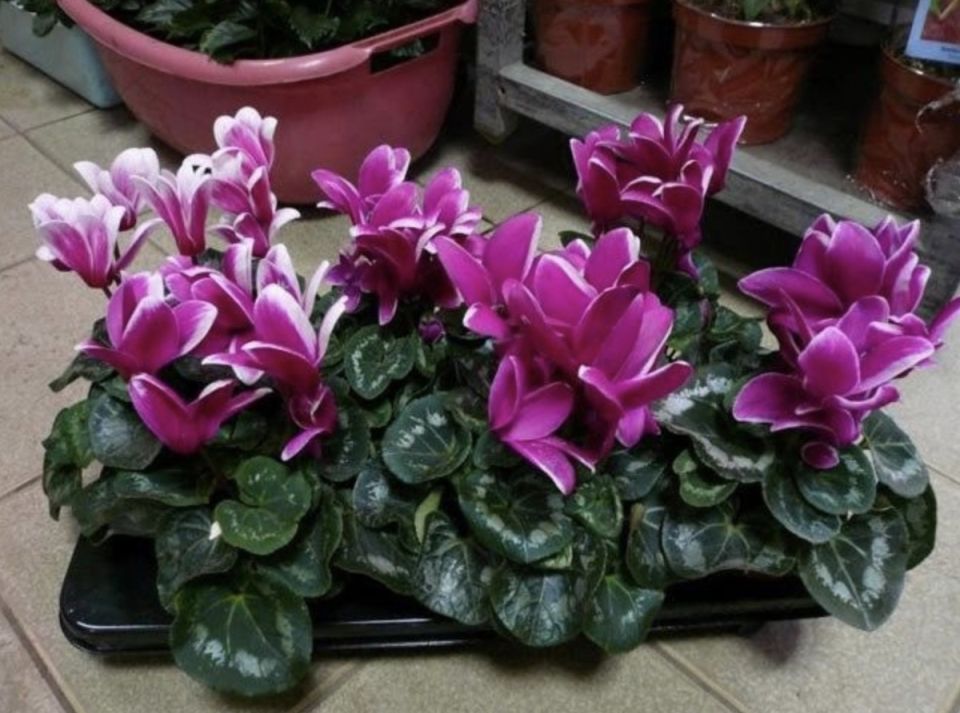 ��������: ������� ������� �������� �� ����� �����������