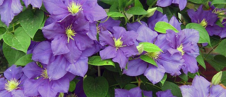 ��� ��������� ���������: ������� �������� � �������� ��������