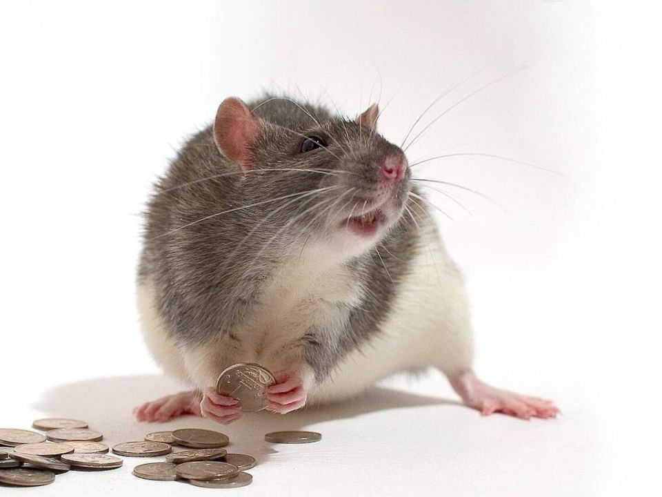 ������ ������ ����: ����������� �� ����