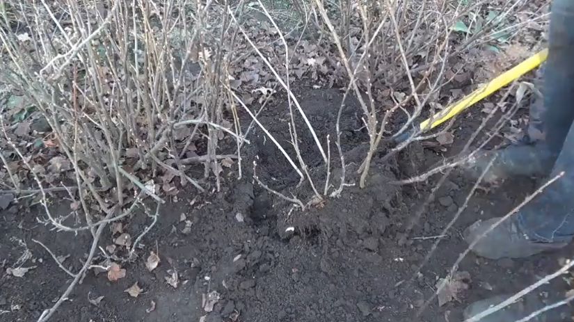 ������ ����������� ���������: ������� � ����������� ������