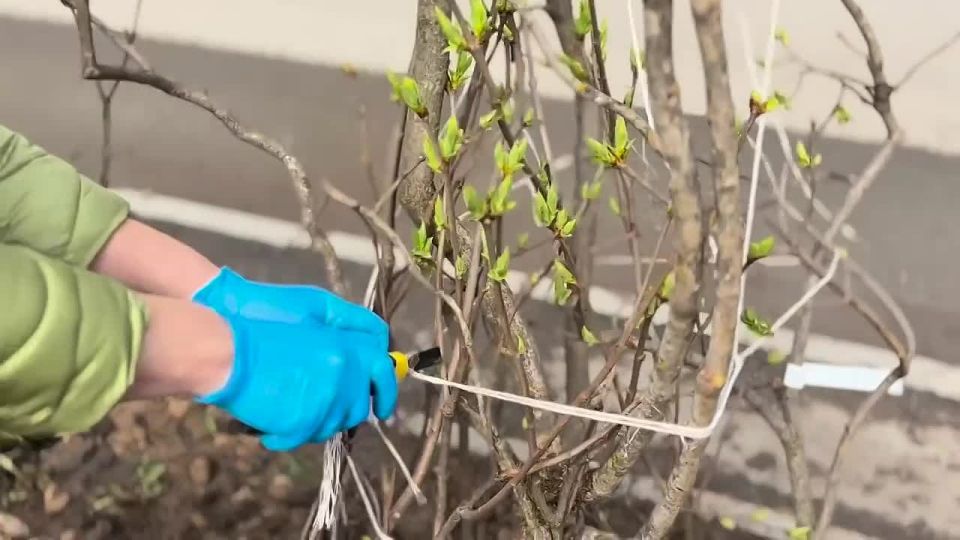 � �������� �������� ������ ����� ������