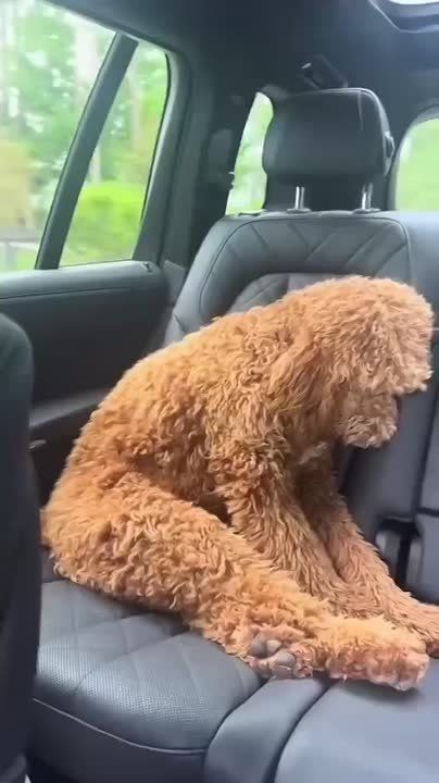 ������ ����)
