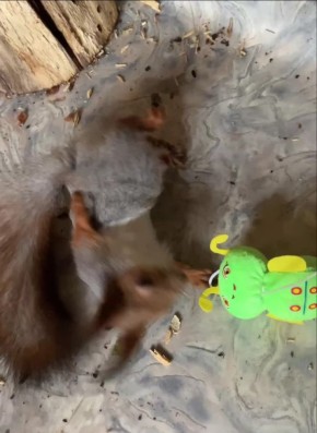 � ������� 25 ������ � ����������� ������� ����� �������