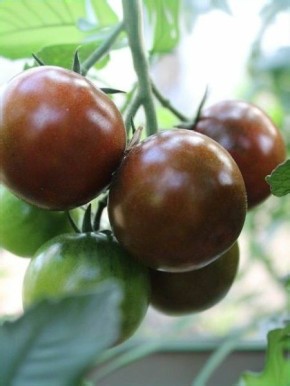 ����� ���������� �������: ������� ����� � ��������� ������