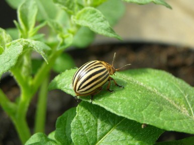 ��� �������� ��������� �� ������������ ����: ����������� ������ ��� ���������