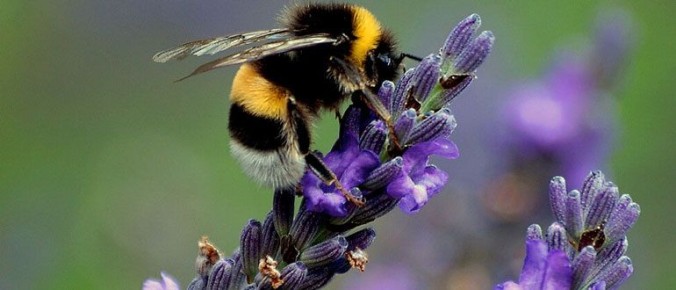 �������: ������������ ����� � ��������, ������ � �������