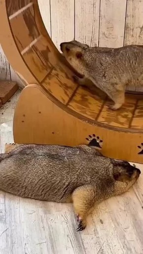 ����: "����" � "���������"