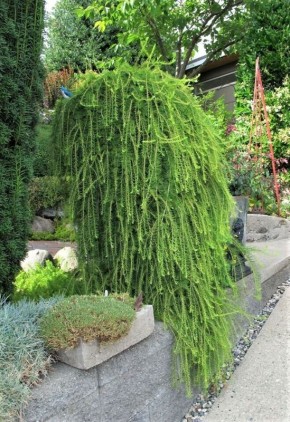 ��� ��������� ����������� �������� ������� �������: ������� �����