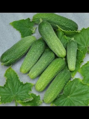 �������: ������, ������� ������� ��� ������