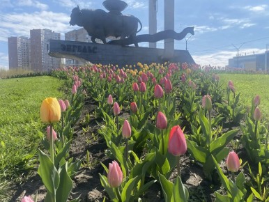 ����� ���������� ����������� ������ ��������