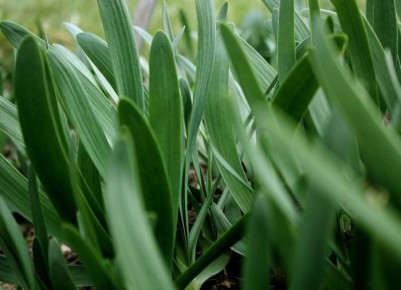 ����� �� �������: ��� �������� ������ �� ����������� ��������?