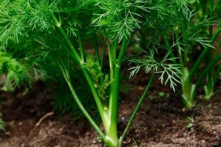 ���� � ������ ������ ������: ������� ��������� �����������