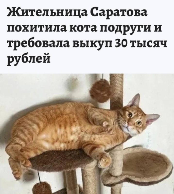 «Жительница Саратова похитила кота подруги и требовала выкуп 30 тыс рублей»: Кота Барона взяли в заложники