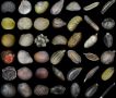 Почему семена перестали всходить: истинные причины и секреты успешного посева