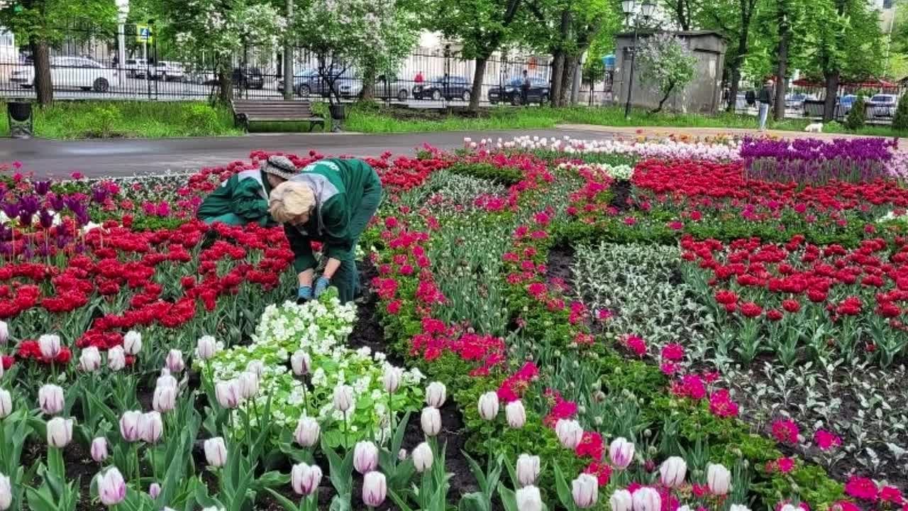 Продолжаем озеленять наш город!