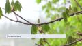 Доброе утро!. Начинаем день с самого первого выпуска «Вестей»