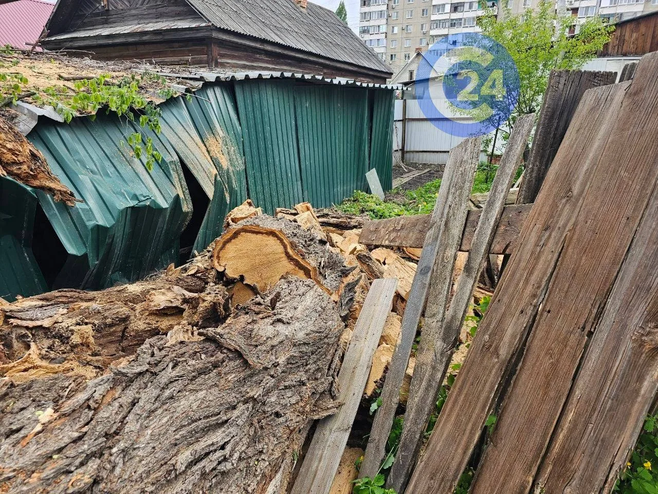 Из-за рухнувшего дерева саратовцы остались без газа Из-за рухнувшего дерева саратовцы остались без газа