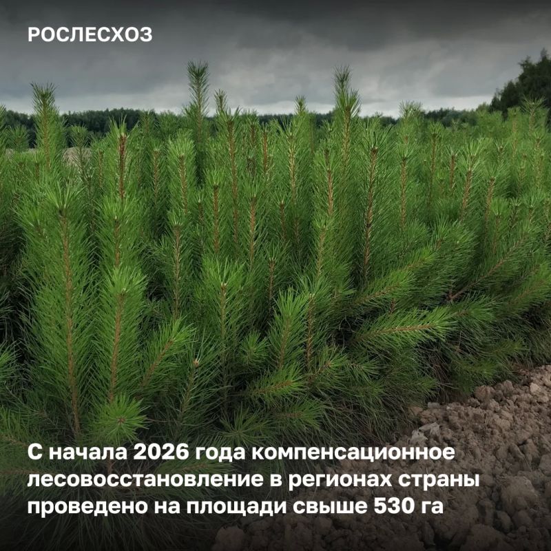 Работы по компенсационному лесовосстановлению стартовали в семи федеральных округах страны