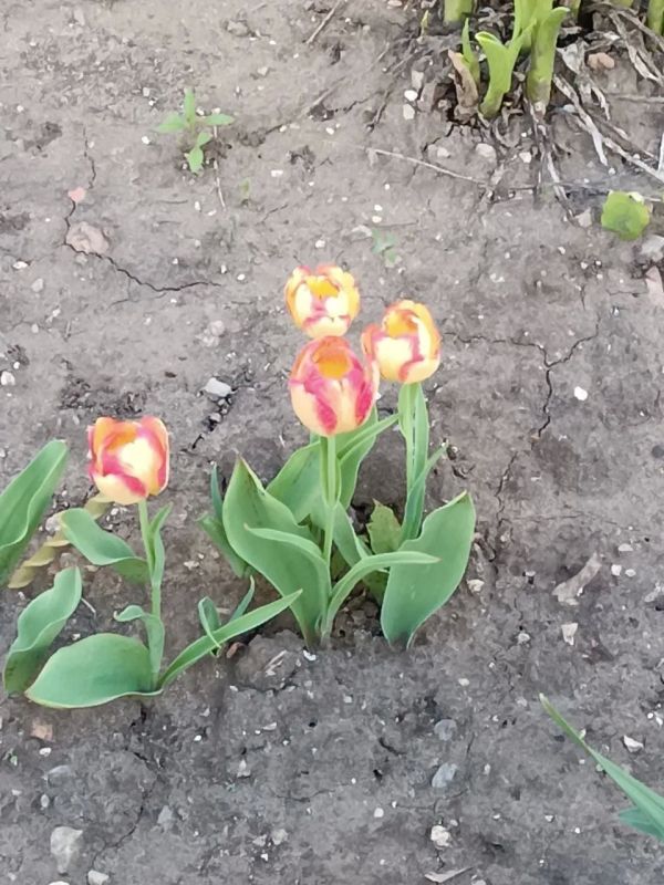 Прогноз погоды на 19 мая в Саратовской области Прогноз погоды на 19 мая в Саратовской области