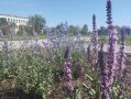 Шалфей дубравный — украшение наших общественных территорий