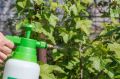 Эффективные способы борьбы с вредителями смородины