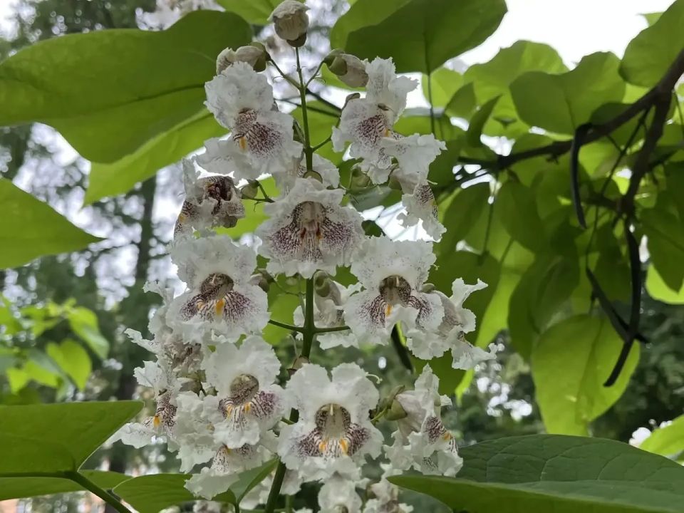 В городе зацвела катальпа бигнониевидная! В городе зацвела катальпа бигнониевидная!