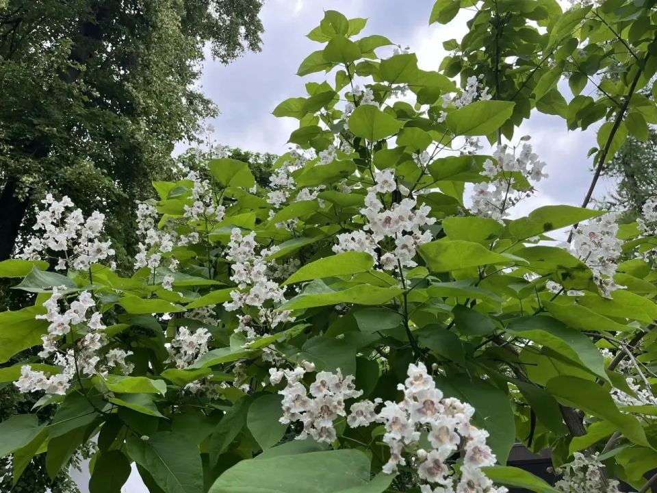 В городе зацвела катальпа бигнониевидная! В городе зацвела катальпа бигнониевидная!