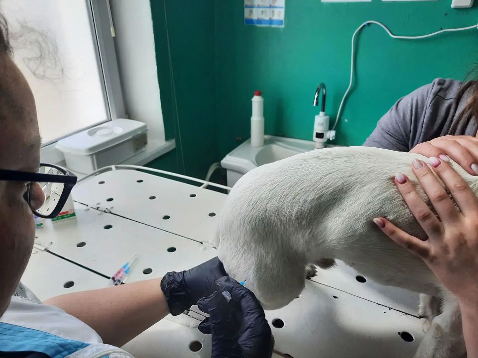 Ветеринары помогли джек-расселу Майло с острым гастритом Ветеринары помогли джек-расселу Майло с острым гастритом