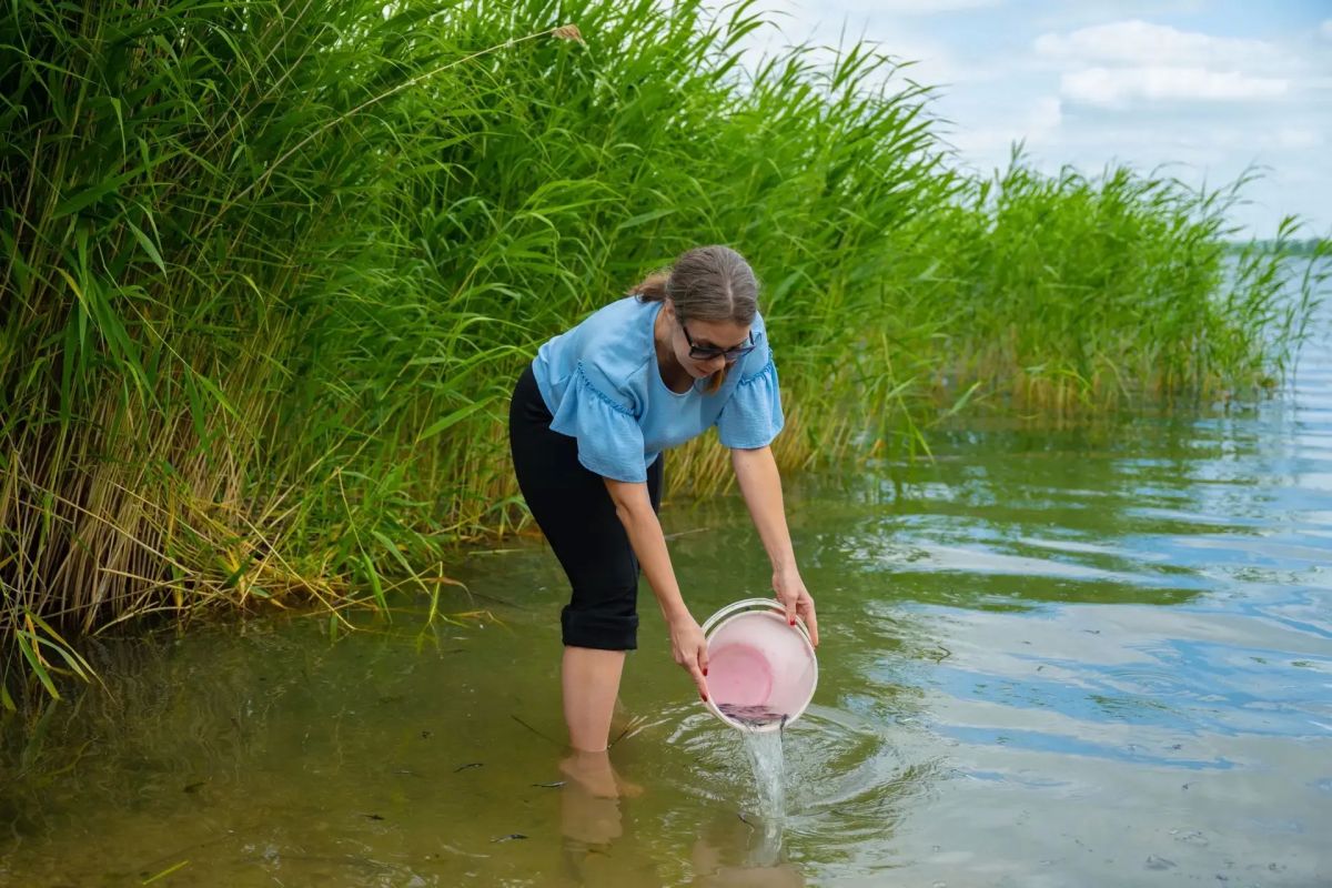Балаковская АЭС выпустила в Саратовское водохранилище более 73 тысяч молоди стерляди Балаковская АЭС выпустила в Саратовское водохранилище более 73 тысяч молоди стерляди