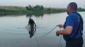 11-летняя девочка утонула в пруду в Аркадакском районе