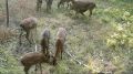 В Саратовской области выросла численность копытных животных