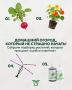 Как успешно начать домашний огород: советы для новичков