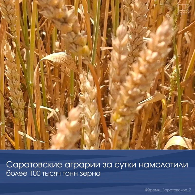 Саратовские аграрии за сутки намолотили более 100 тысяч тонн зерна