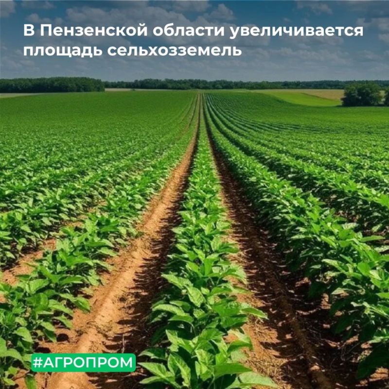 МТУ Росимущества в Республике Мордовия, Республике Марий Эл, Чувашской Республике и Пензенской области предоставило в аренду индивидуальному предпринимателю земельный участок