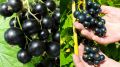 Секреты крупной смородины: как получить богатый урожай без лишних усилий