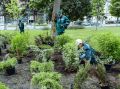 В сквере имени А. Н. Радищева высадили зеленые насаждения