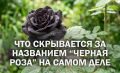 Не верьте мифам: раскрываем настоящие сорта черных роз