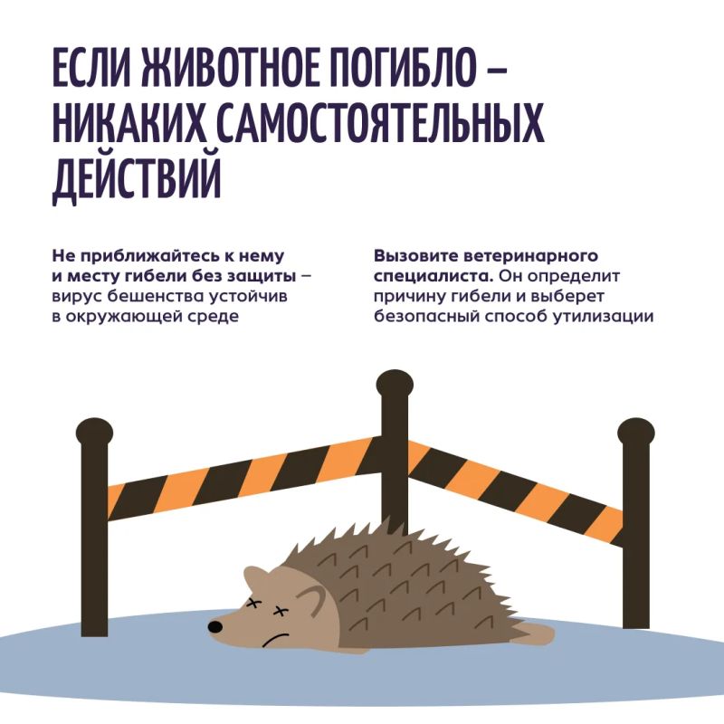 Осторожно: бешенство!. Бешенство может пробраться в ваш дом под видом милого существа Осторожно: бешенство!. Бешенство может пробраться в ваш дом под видом милого существа