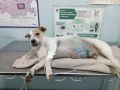 Саратовские ветеринары спасли собаку с подгузником в кишечнике