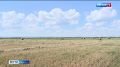 Саратовские аграрии приступили к заготовке сочных и грубых кормов