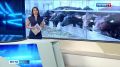 Саратовские аграрии приступили к заготовке сочных и грубых кормов