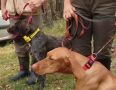 В Саратовской области открывается сезон охоты на пернатую дичь