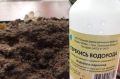 Как продлить жизнь огурцов до морозов с помощью перекиси водорода