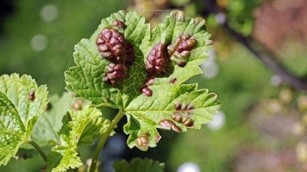 Секреты защиты смородины: как предотвратить нападение вредителей