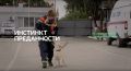 Специальный репортаж. «Инстинкт преданности»