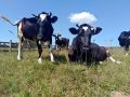 Проблемы и секреты ухода за коровами: отвечаем на волнующие вопросы