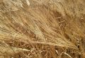 Аграрии Саратовской области приступили к уборке яровых зерновых культур